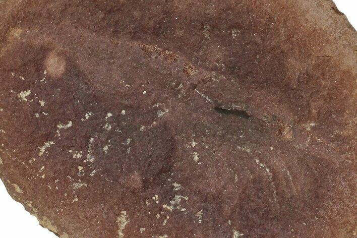 Fossil Shrimp (Peachocaris) Nodule Pos/Neg - Illinois #262580